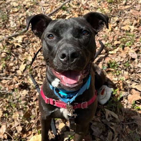 Caesar — thumbnail 4