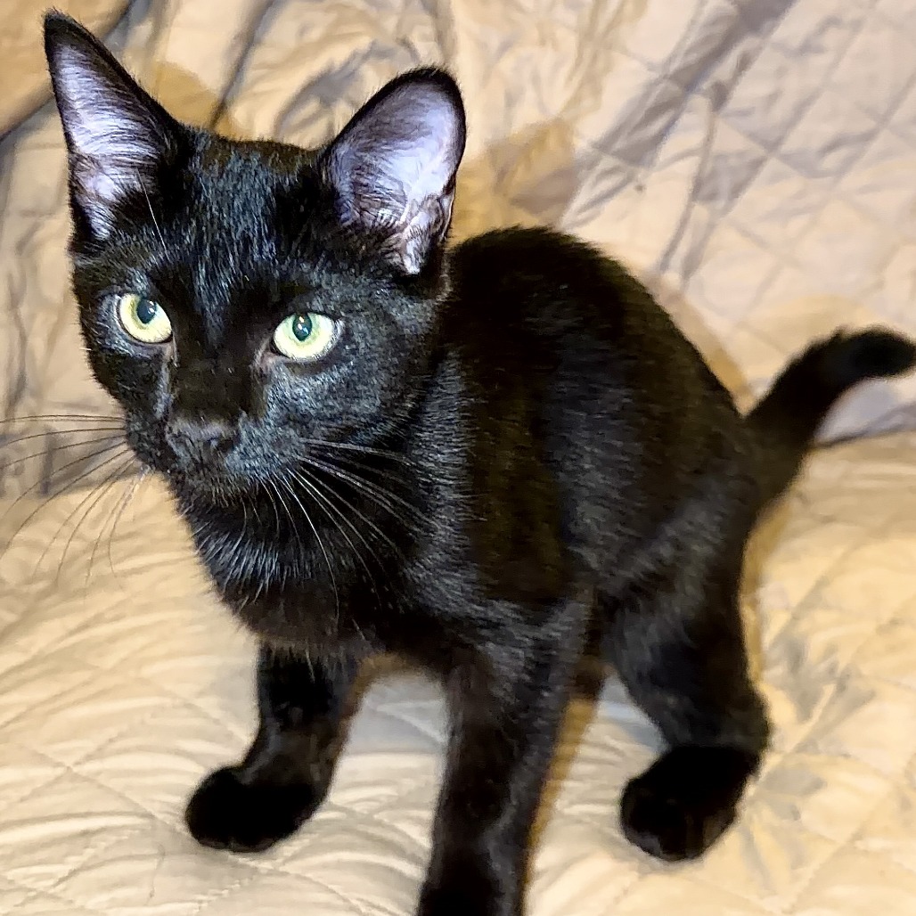 Binx, photo 2