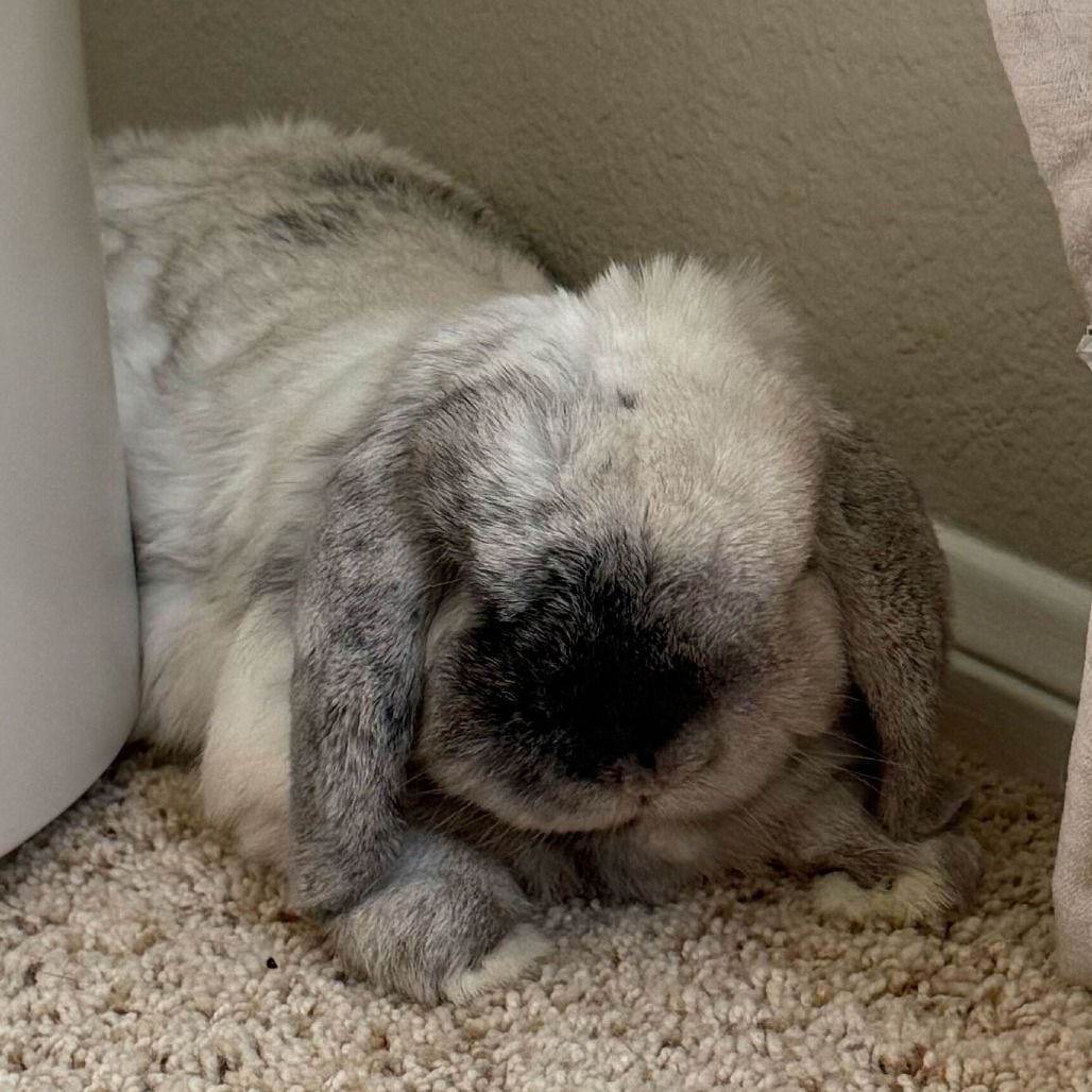 Rocky, photo 2