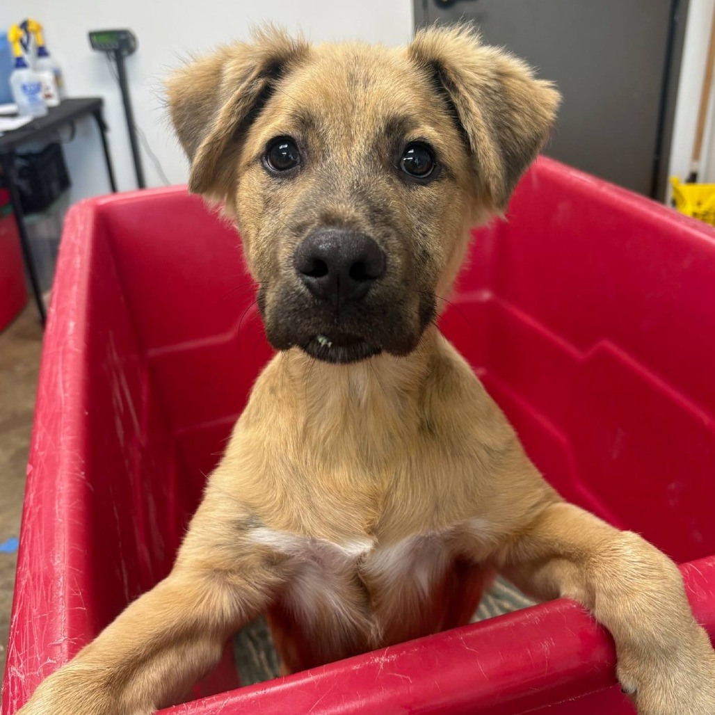 LAMBO - Shepherd / Mix available for adoption