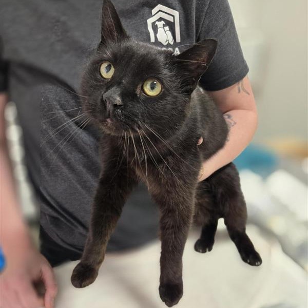 CRISPY FRANK - Domestic Shorthair available for adoption