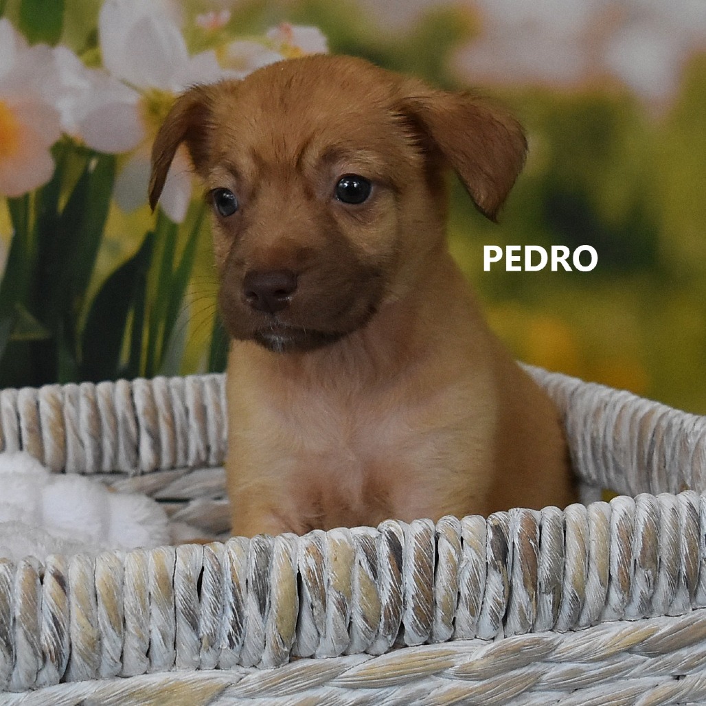 Pedro