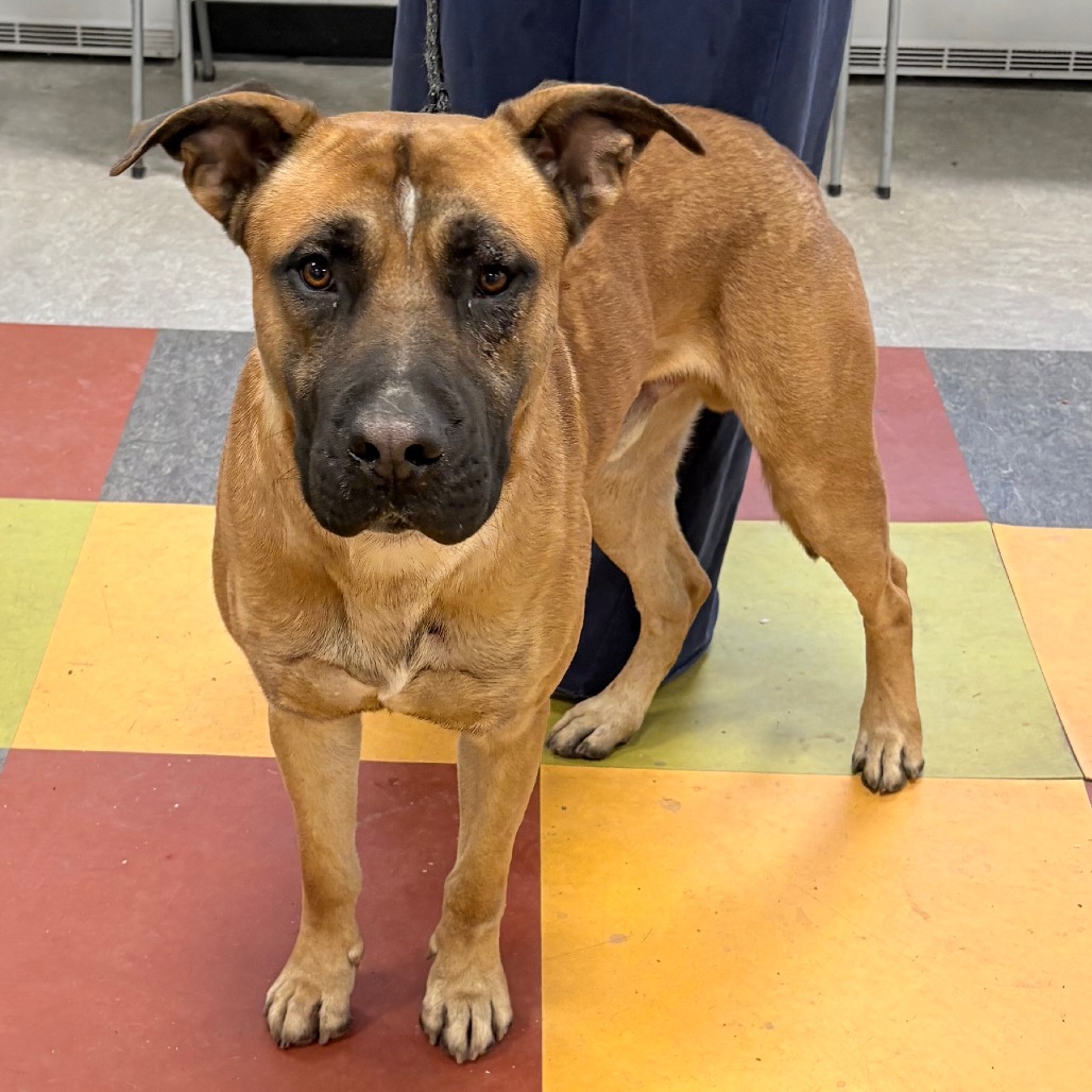 Brownie — thumbnail 3