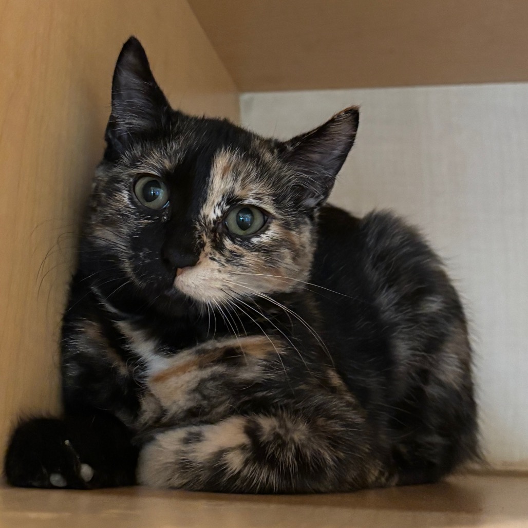 TORU - Domestic Shorthair available for adoption