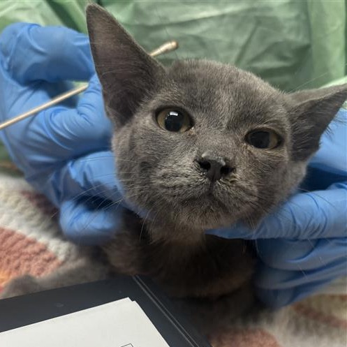 GWENT - Domestic Medium Hair available for adoption