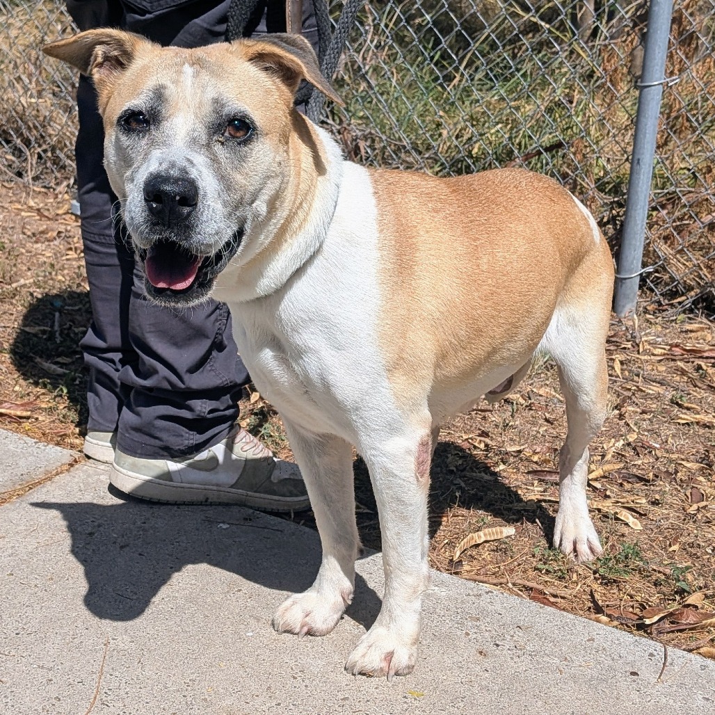 MUFFIN - Shepherd / Mixed Breed (Medium) available for adoption