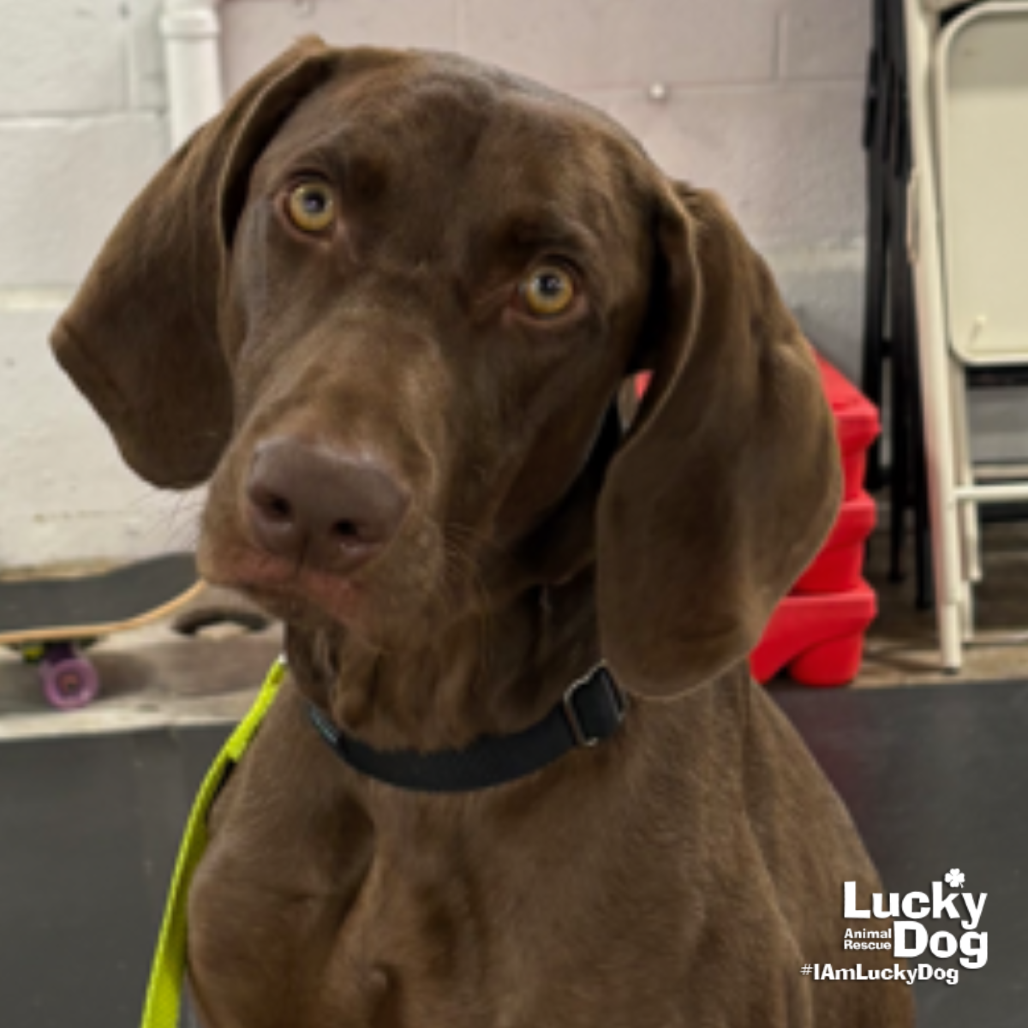 POLO - Pointer, German Shorthaired / Mix available for adoption