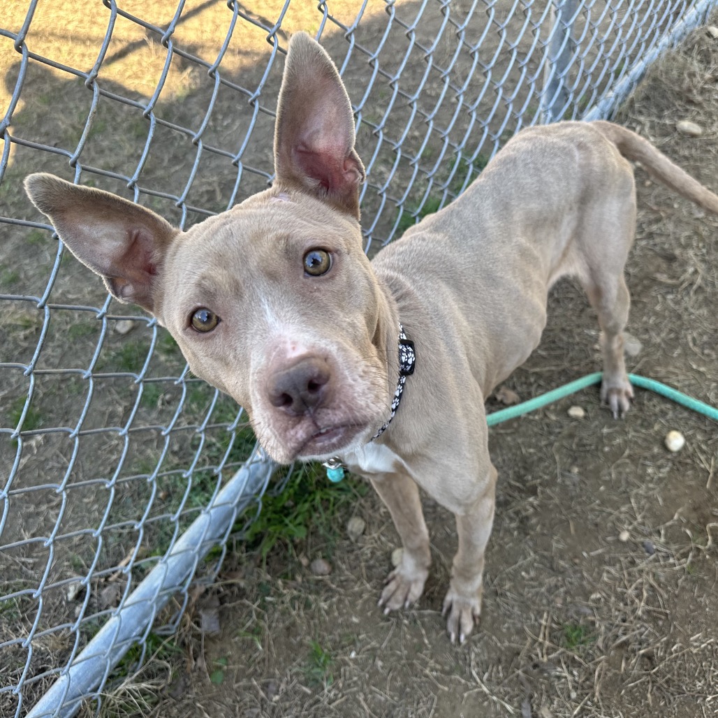 Betsy 7306 is available for adoption at Paws Humane Society