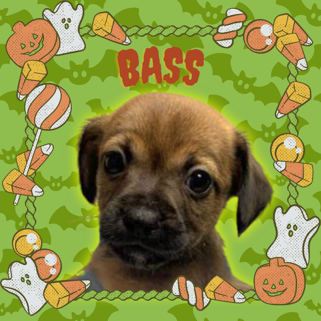 BASS - Chihuahua / Terrier available for adoption