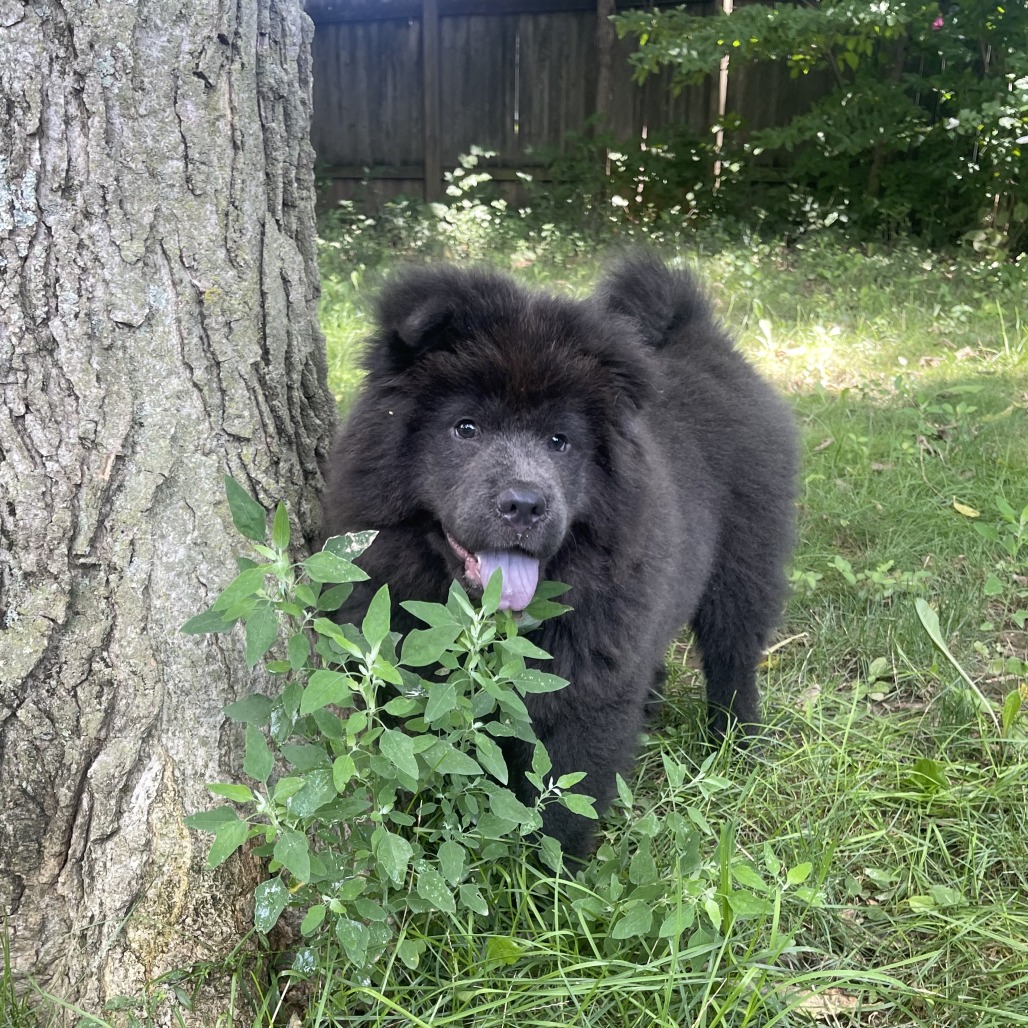 ASTRO - Chow Chow available for adoption