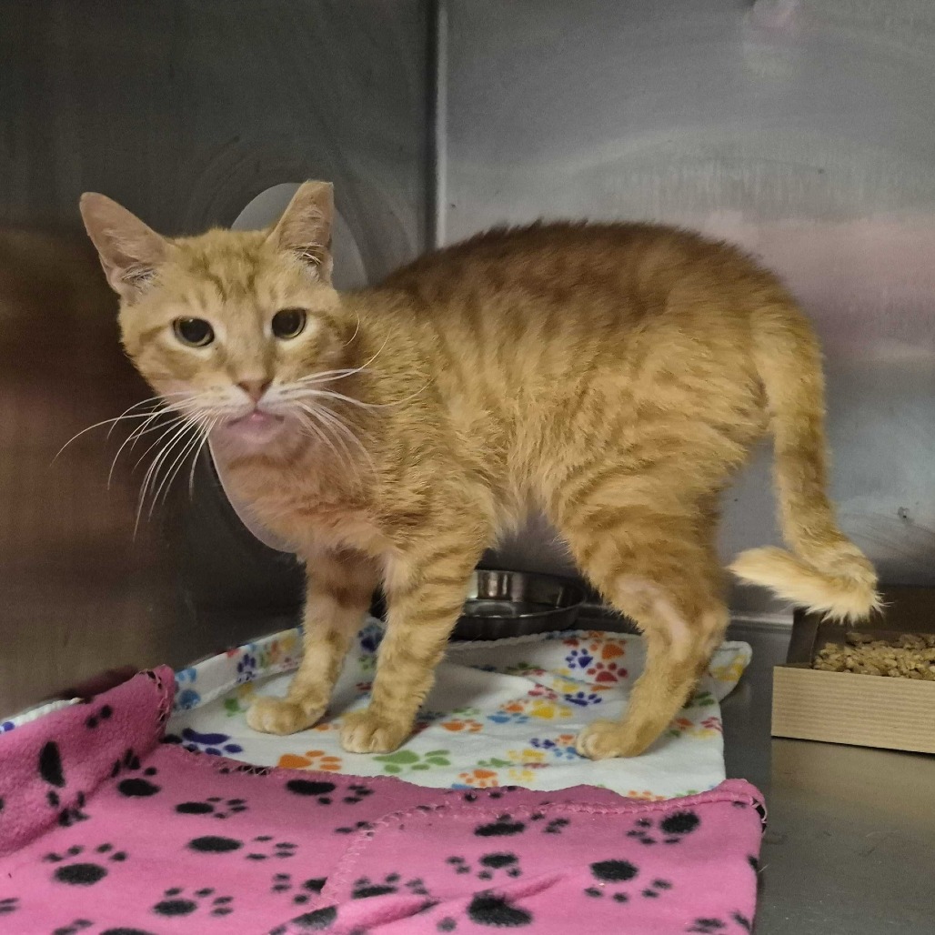 Butters, available for adoption at PVAS