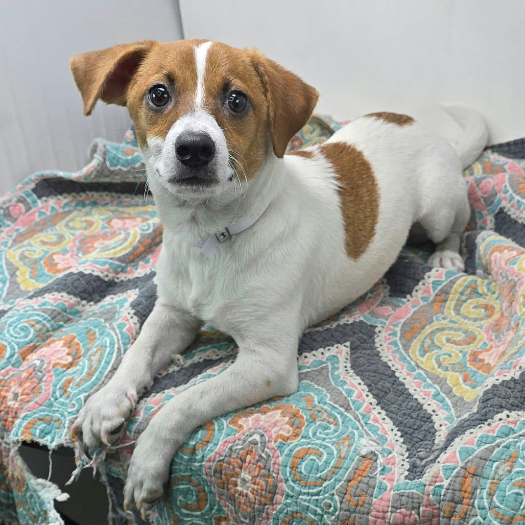 FOSTER NEEDED - Rowan