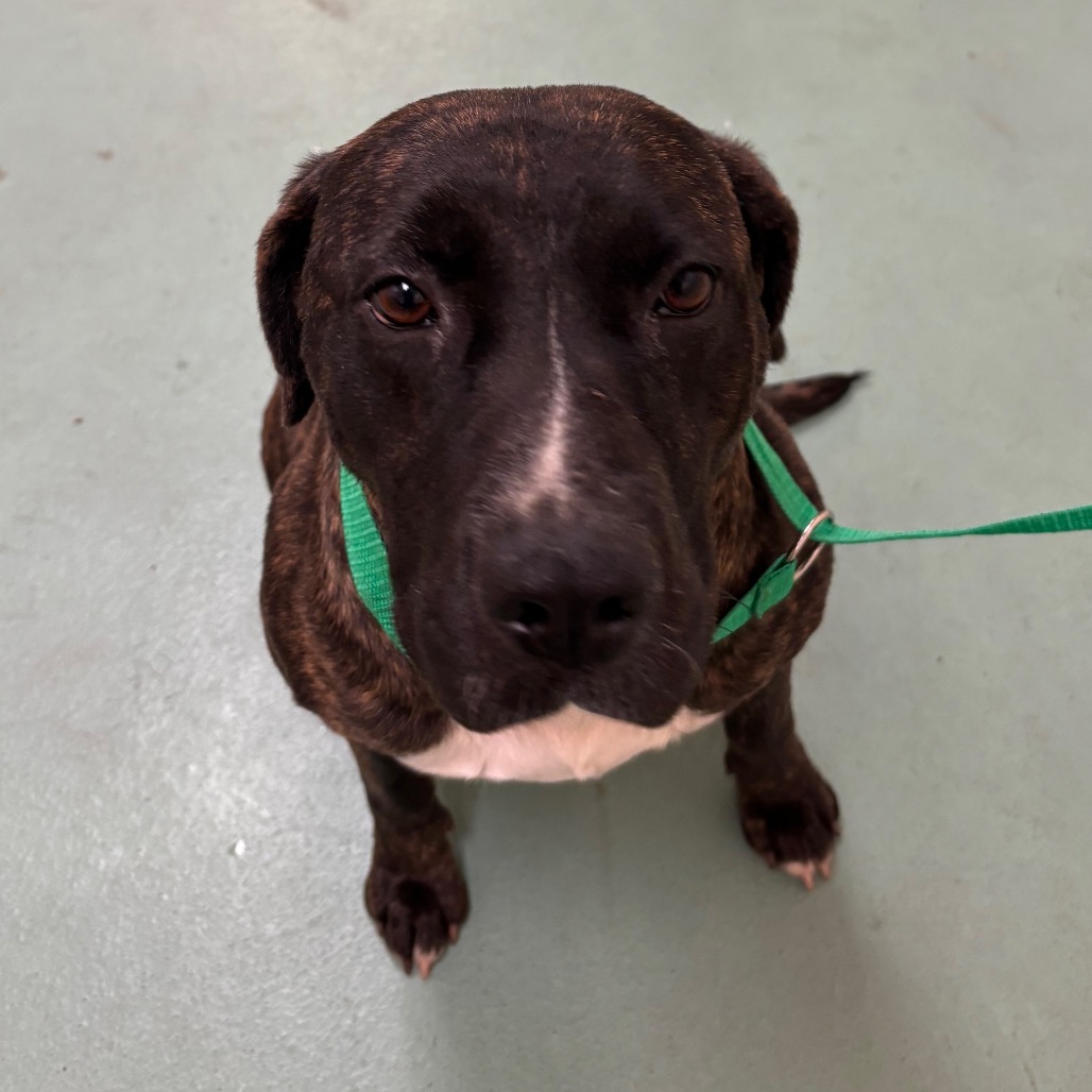 Cerci — thumbnail 2