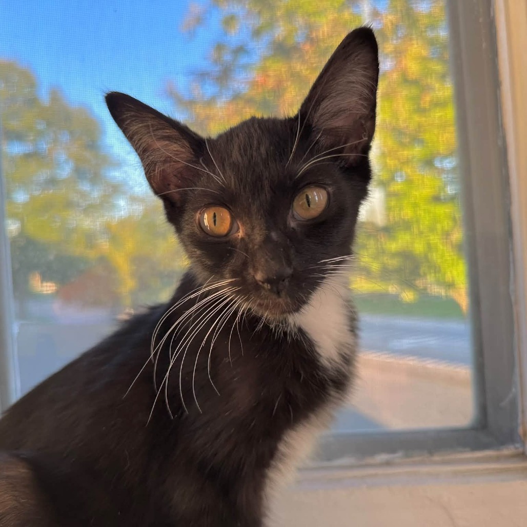 FROGGER - Domestic Shorthair available for adoption