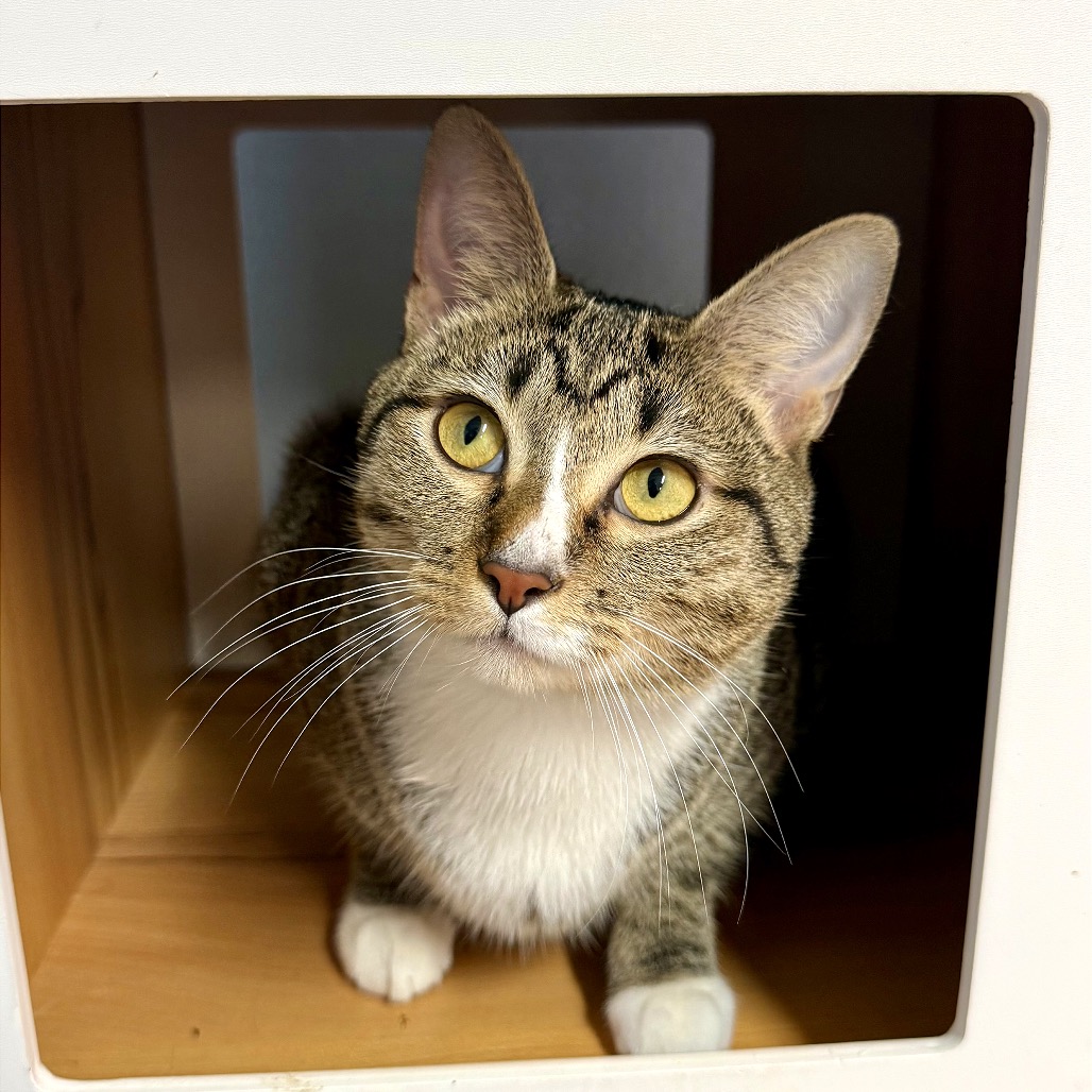 Image of Wanderin’ Winnie looking at the camera