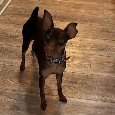 BENTLEY (IN FOSTER) - Pinscher / Miniature available for adoption