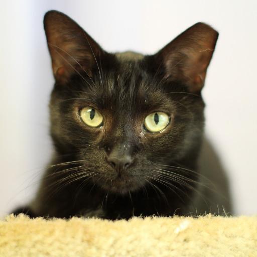 Close-up photo of Stalker