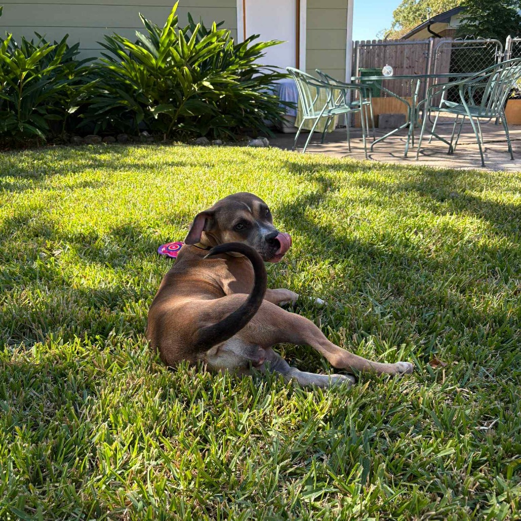 Willow, photo 4