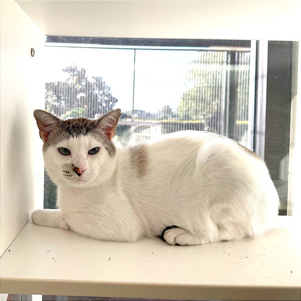 FRANKFURT - Domestic Shorthair / Domestic Shorthair available for adoption