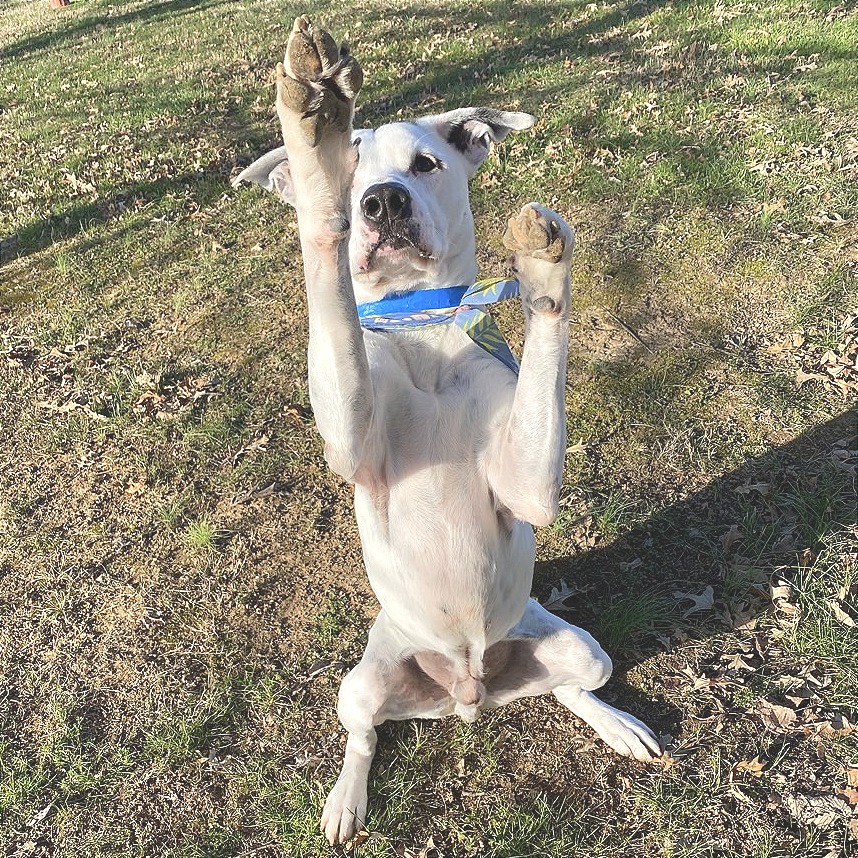 Ronnie — thumbnail 11