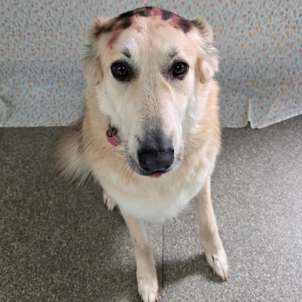 Diana — thumbnail 4