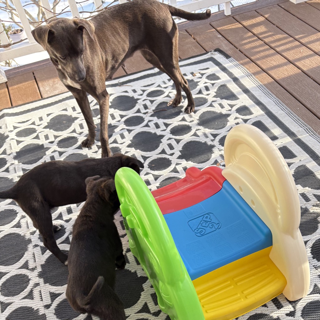 Cocoa — thumbnail 5