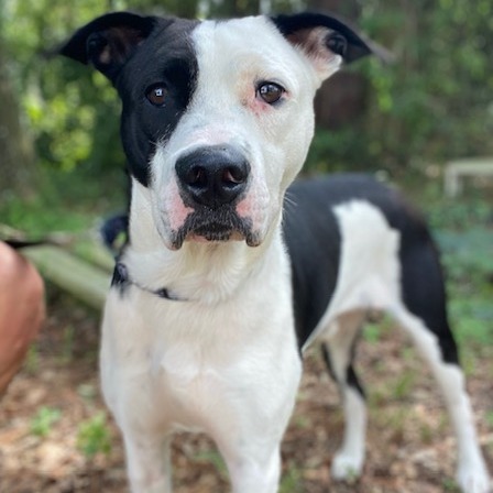 COZMO - Mixed Breed (Large) available for adoption