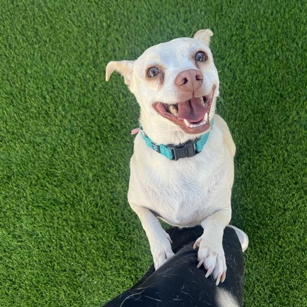 Manny: Male 72 Chihuahua/Poodle, Miniature