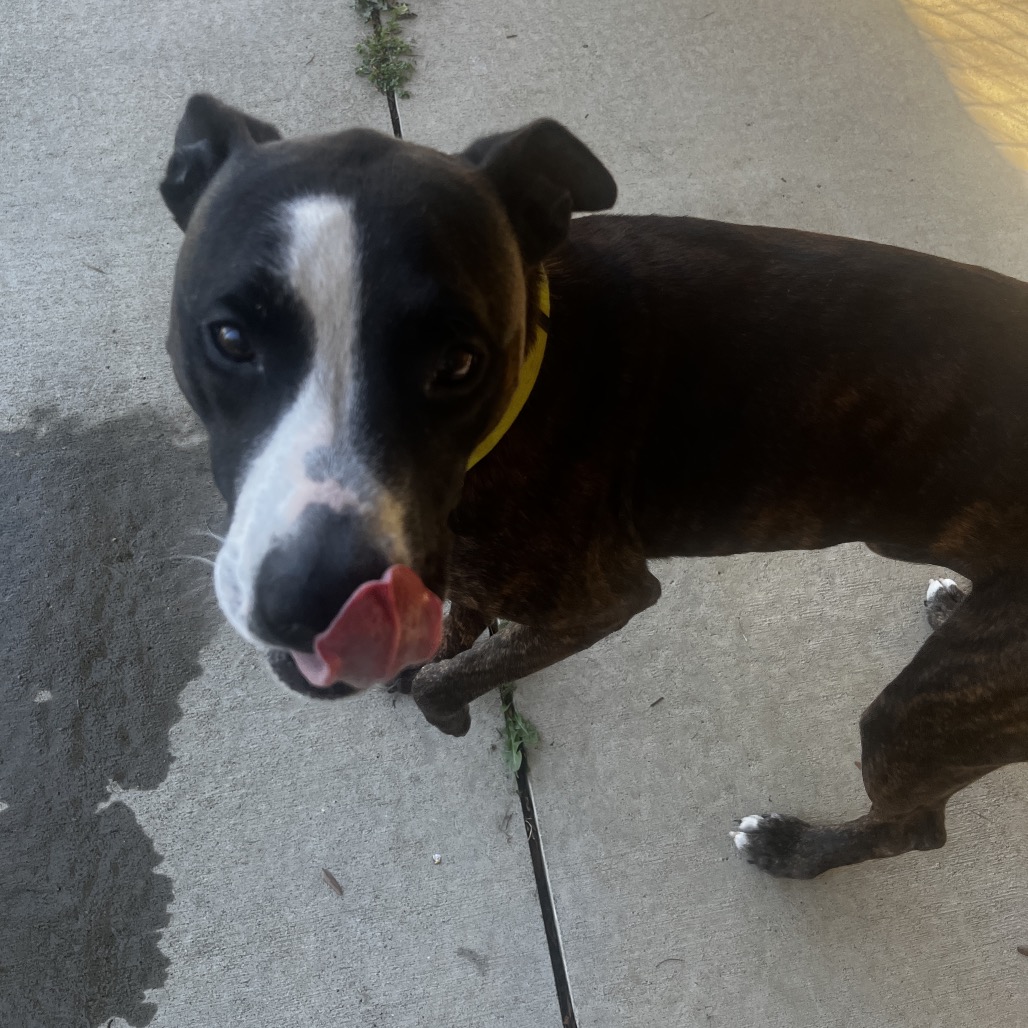 Bandit, photo 8