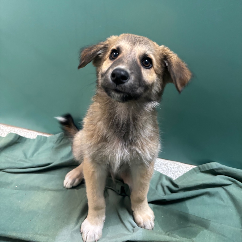 SALMON - Shepherd, German / Mixed Breed (Large) available for adoption