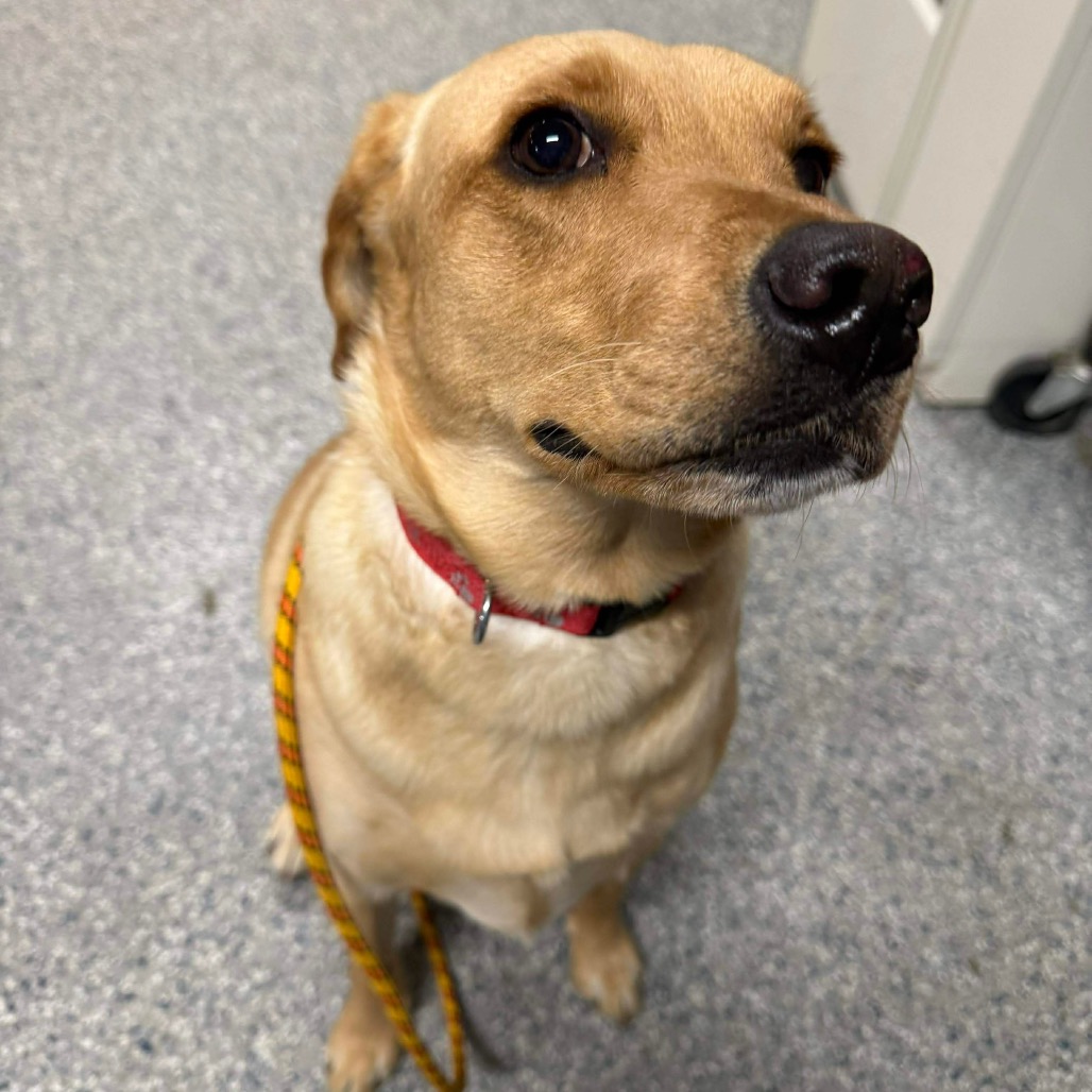 Butter Animal Honey Butter is available for adoption at Always & Furever Midwest ...