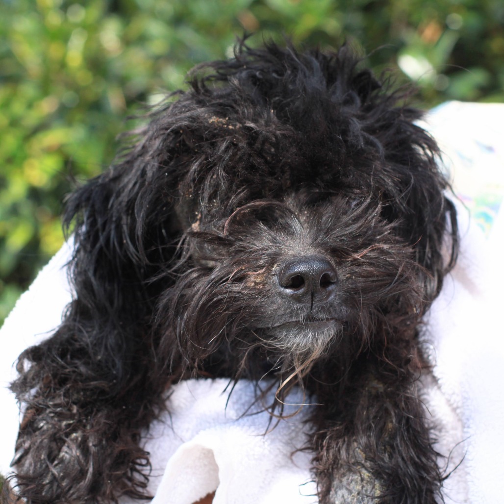 MIGHT GUY - Poodle, Miniature / Mix for adoption in Hattiesburg
