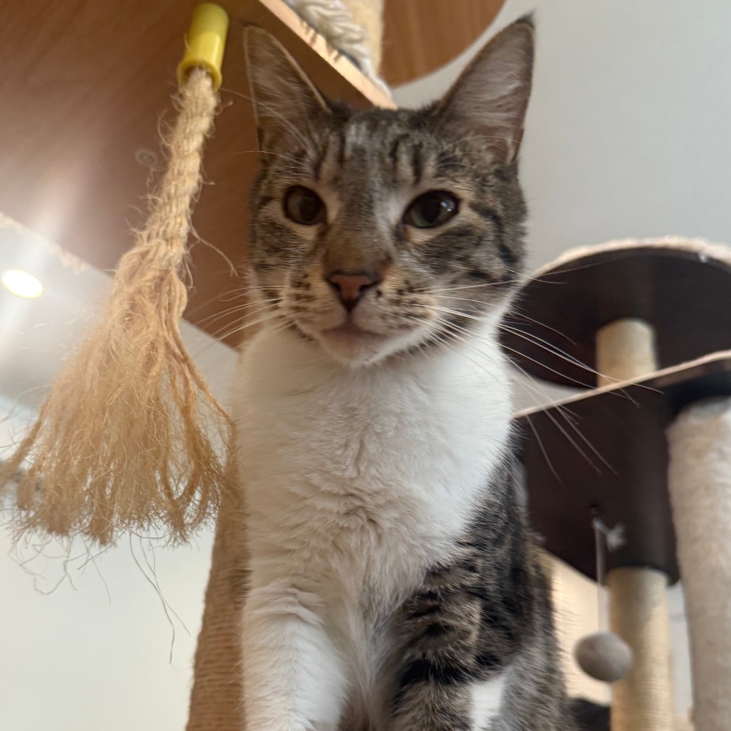 Stripe, photo 16