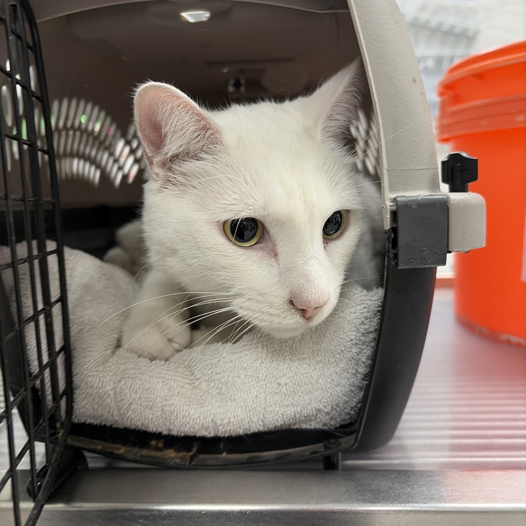 BOO - Domestic Shorthair available for adoption