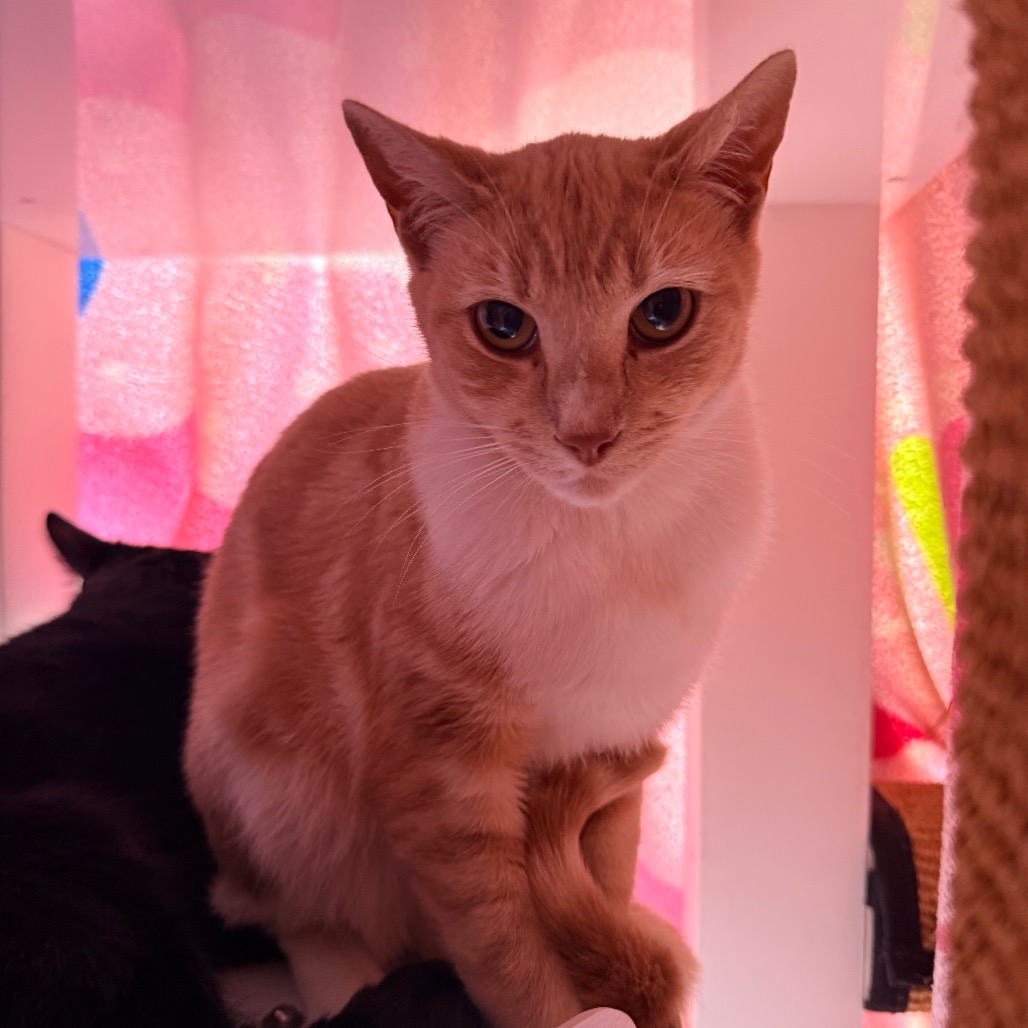 Taffy, photo 3