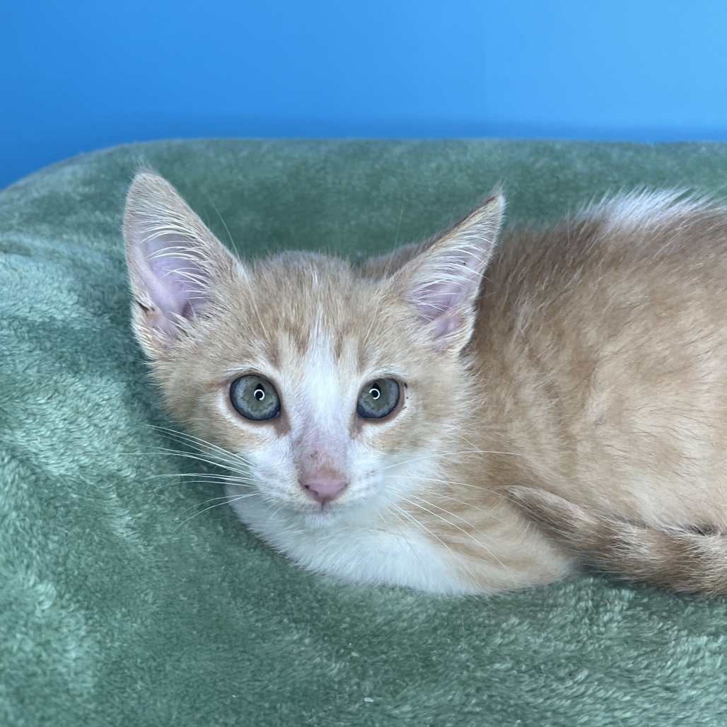 FIVE-OH - Domestic Shorthair available for adoption