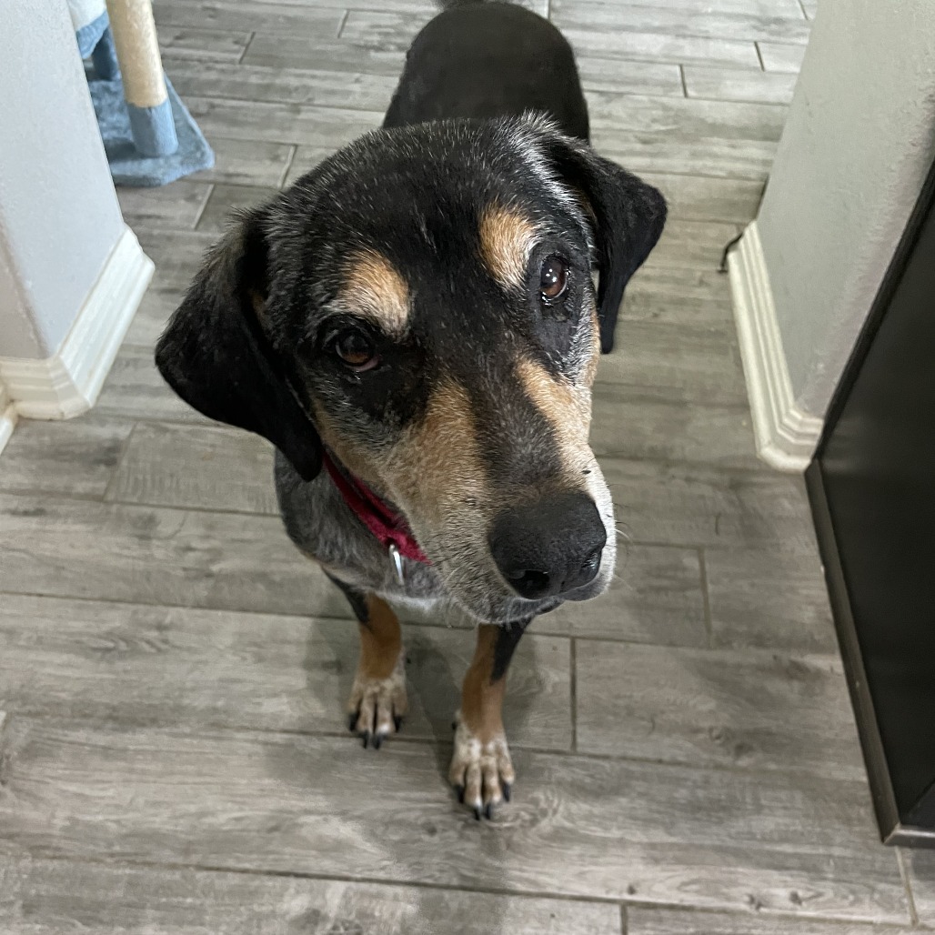 Kiwi, additional photo