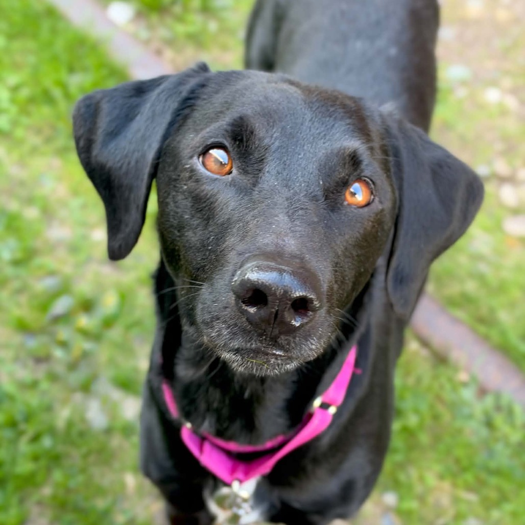 Labrador Retriever
