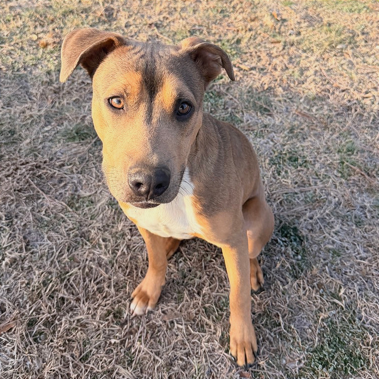 Aries — thumbnail 7