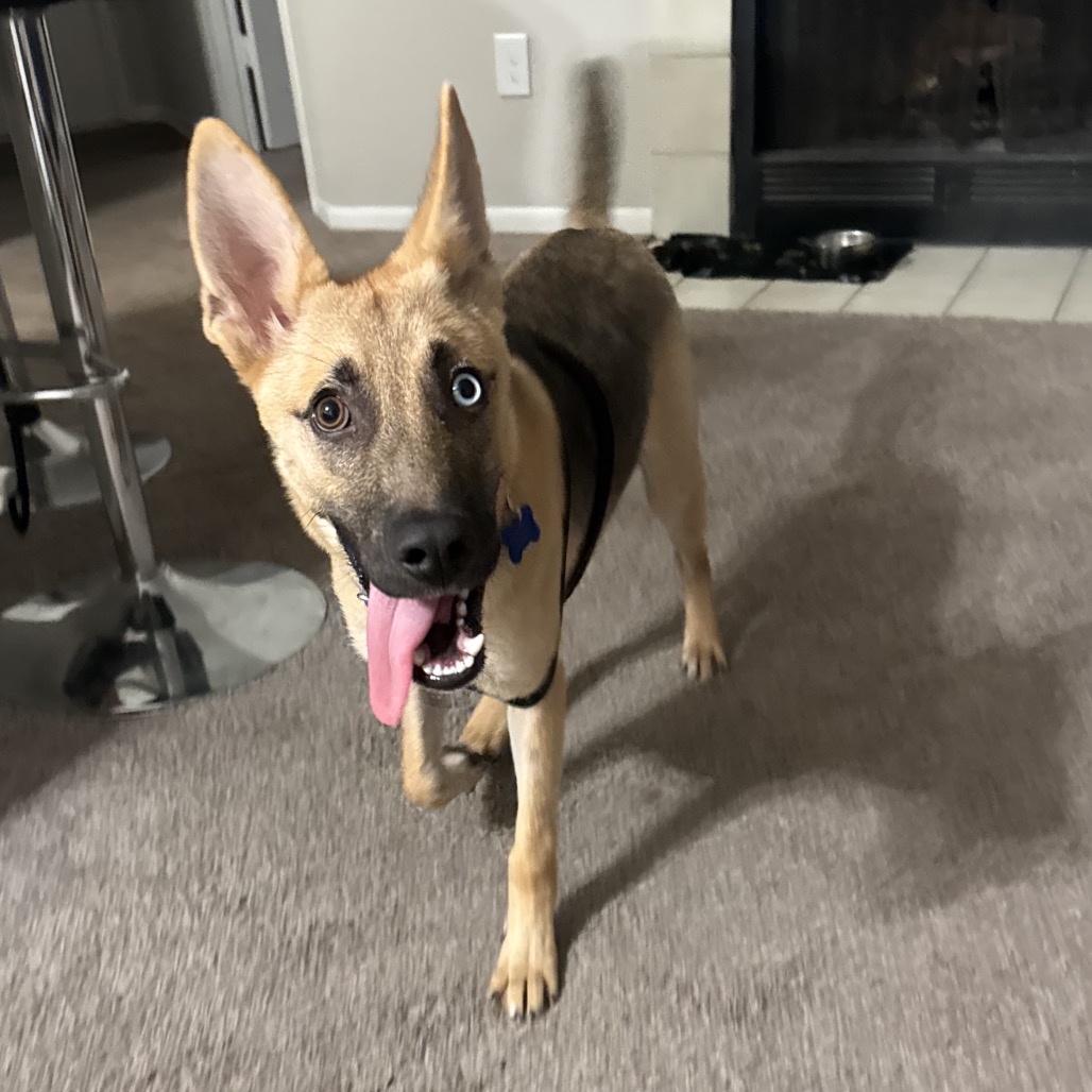 BOWIE - Shepherd / Husky for adoption in Silver Spring