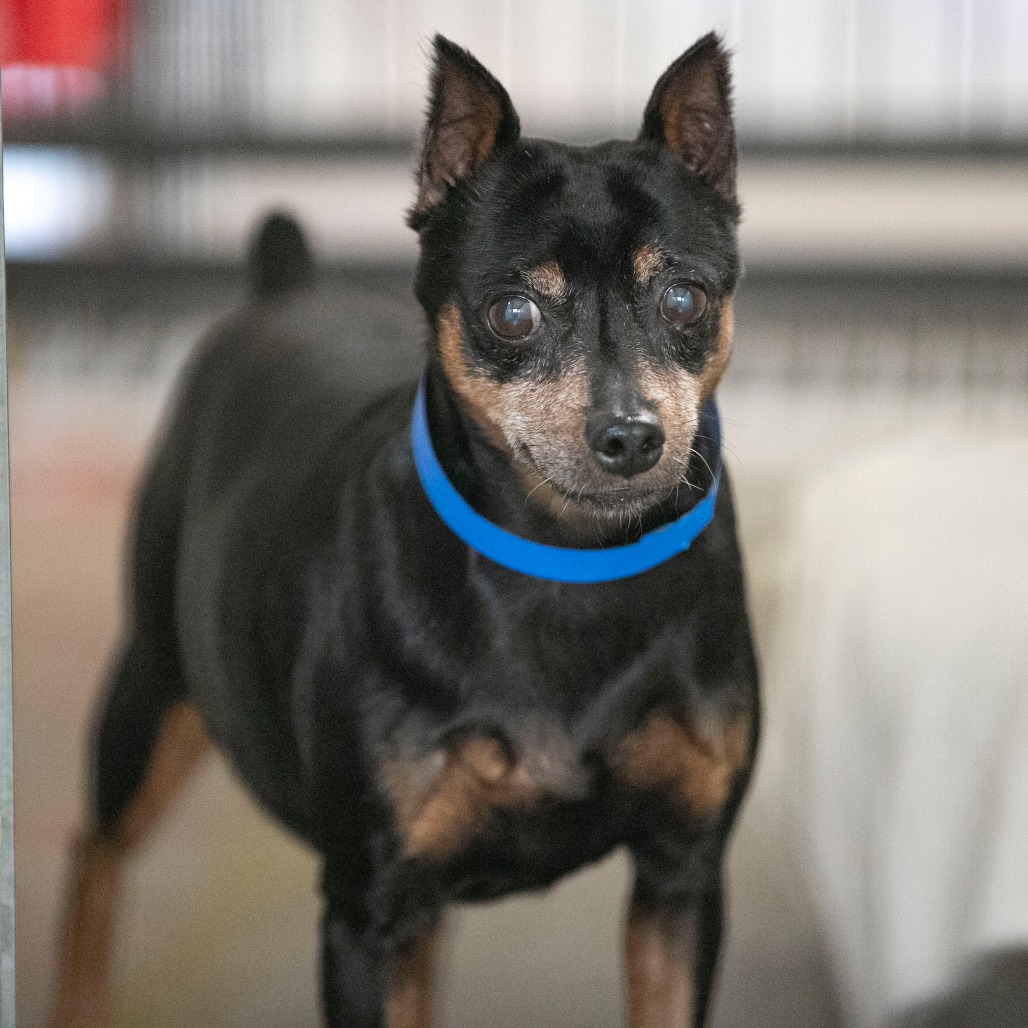 BRADY (AG26-200) - Pinscher / Miniature available for adoption