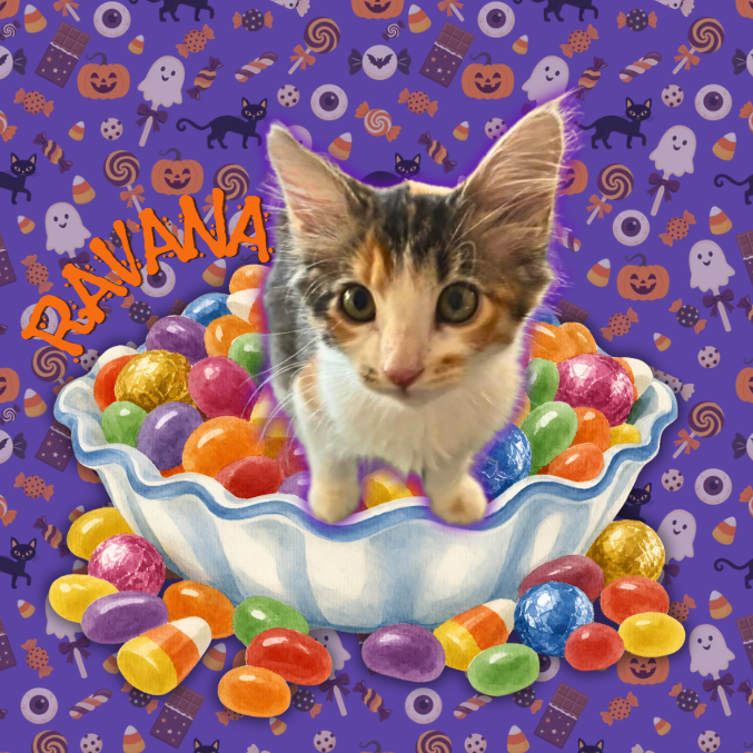 RAVANA - Domestic Shorthair for adoption in Mesa