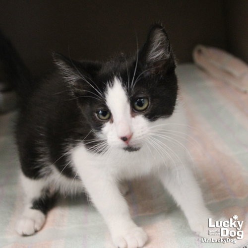 BLATHERS - Domestic Shorthair available for adoption