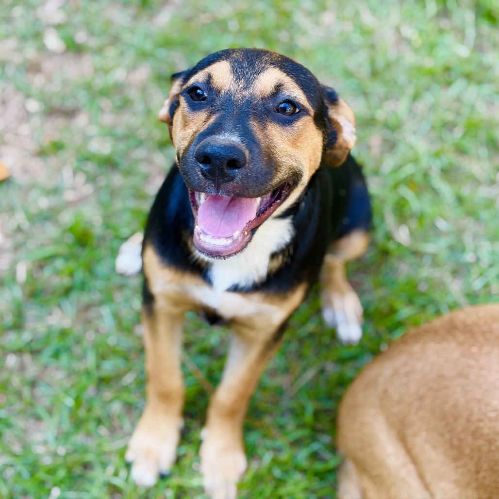 Roxie, photo 9