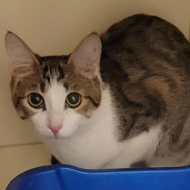 Loralei: Female 21 Domestic Shorthair