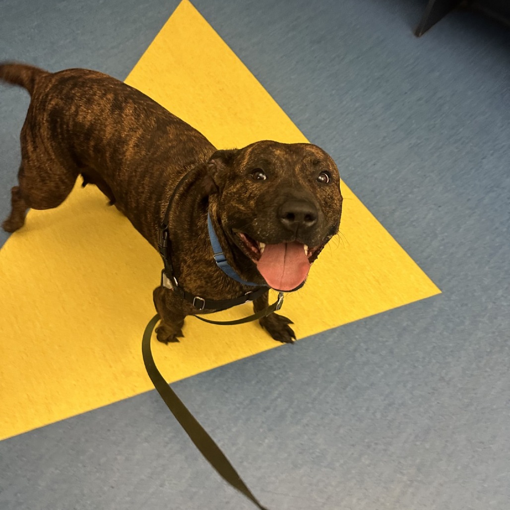 Photo of Dora the Explorer 8