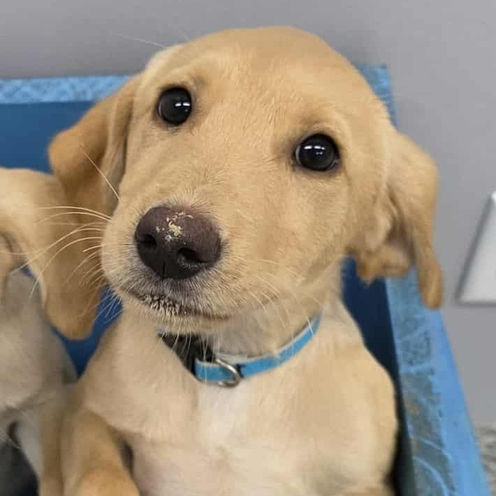 Sammy