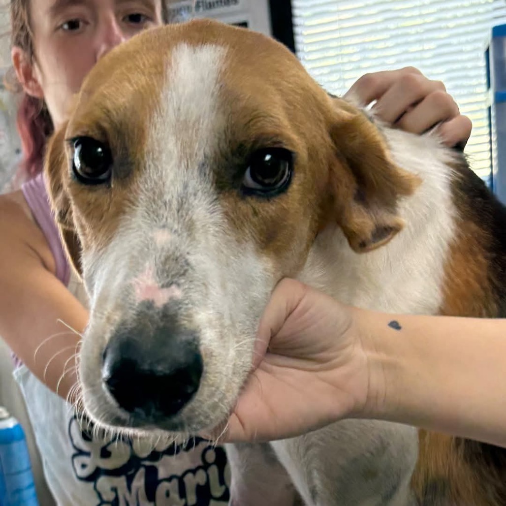 Freddy, an adoptable Hound/Mix