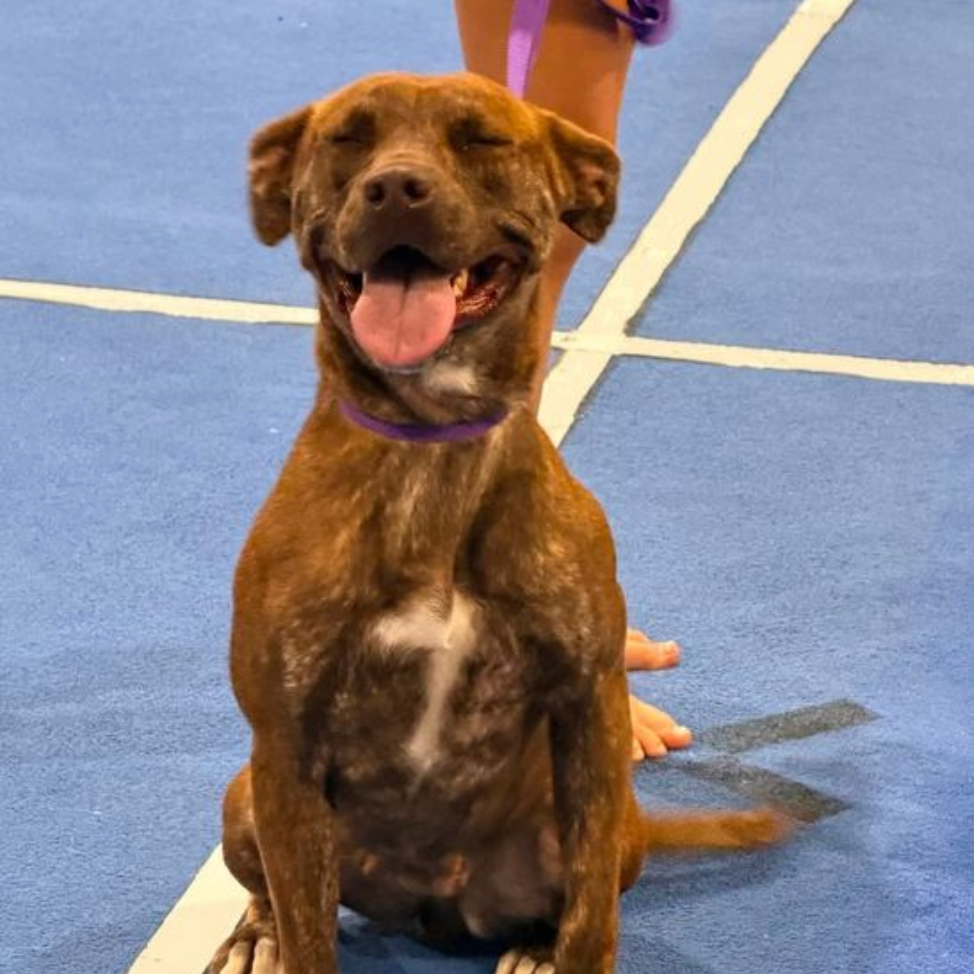 Pit Bull