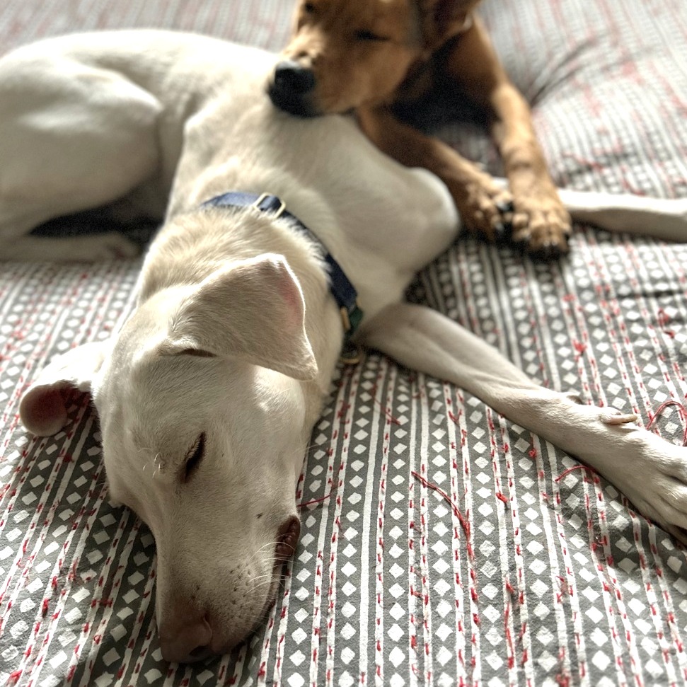 Olaf — thumbnail 7